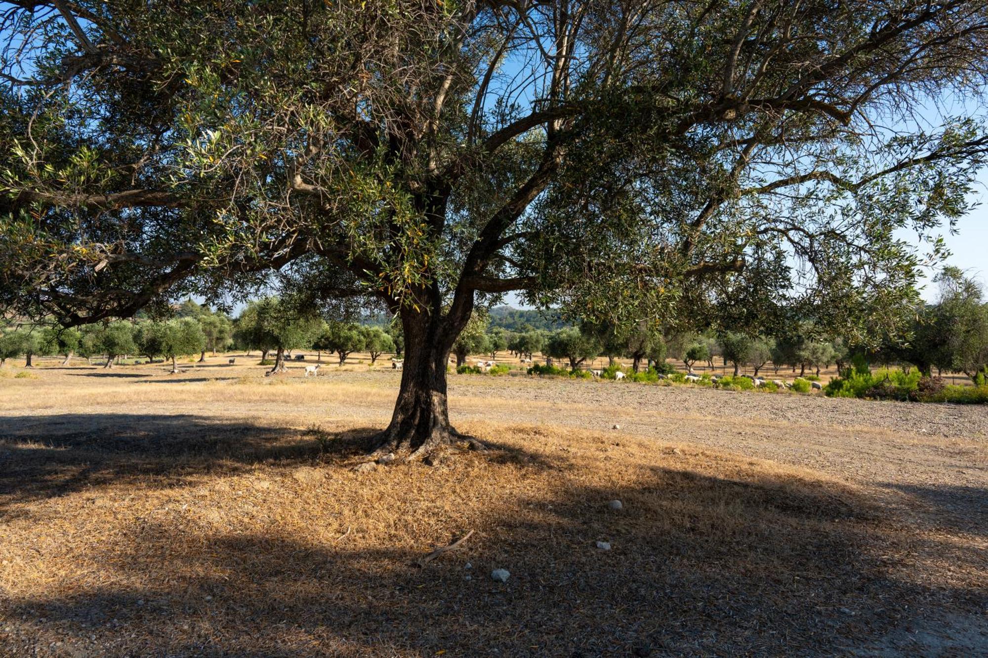 Agrotopia Theologos (Rhodes)