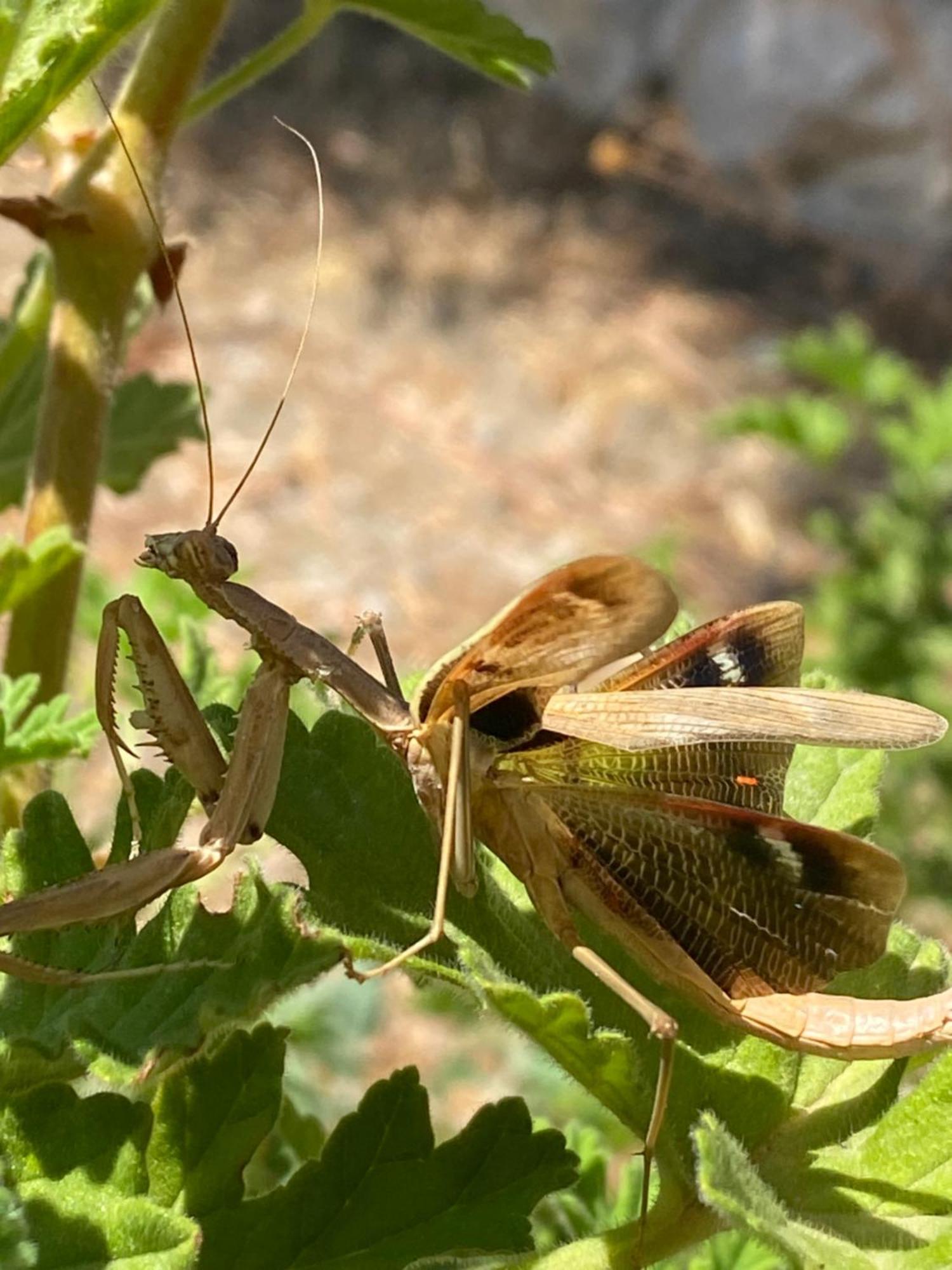 Agrotopia Theologos (Rhodes)